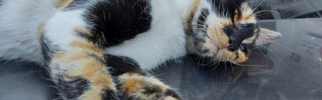 Evo zašto mačke vole da legnu na laptop