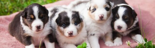 Izbegnite probleme na vreme: Ovo morate da znate pre nego uzmete štene