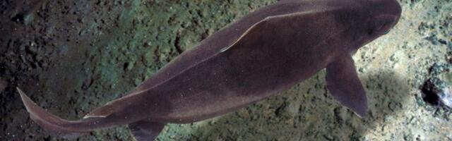 Nikola objavio fotografije neobične AJKULE u Jadranu: Kad joj vidite glavu, shvatićete zašto je zovu PRASAC