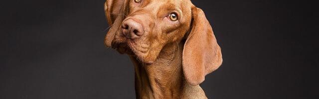 Psi "prisluškivanjem" ljudi uče nove nazive svojih igračaka