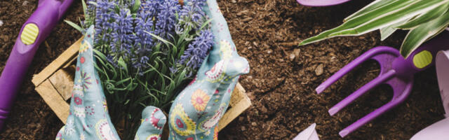 Baštovanstvo kao prirodni antidepresiv: Kako bakterije iz zemlje utiču na mozak i mentalno zdravlje