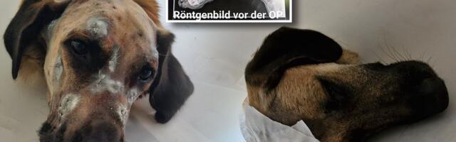 Vlasnik ispucao psu u glavu 50 dijabola: Godinu dana od užasa u Blošucu, Keks preživeo, vlasnik čeka kaznu