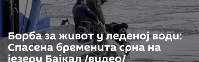 Борба за живот у леденој води: Спасена бременита срна на језеру Бајкал /видео/
