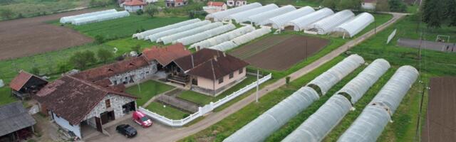Borišići iz Trbušana uzgajaju neprskane jagode veličine šoljice za kafu