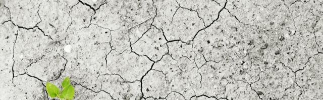 Naučnici upozoravaju: Toplotni talasi ugrožavaju sigurnost hrane na čitavoj planeti