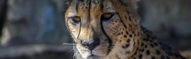 SAD - Zemlja sa najviše zooloških vrtova na svetu: Raj za ljubitelje životinja