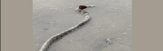 INVAZIJA OTROVNIH ZMIJA NA PLAŽAMA POPULARNOG LETOVALIŠTA Čak su i stanovnici u šoku, a ni vlasti ne mogu dati tačan odgovor: "Populacija im opada, ali..."