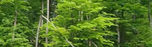 Kao dete pobegla iz kulta smrti: Jeziva ispovest devojčice, otac joj jednom rečenicom spasio život!