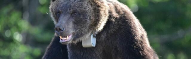 Medved Bora se vratio na Jadovnik: Poštujući narodno verovanje, meštani znaju šta to znači