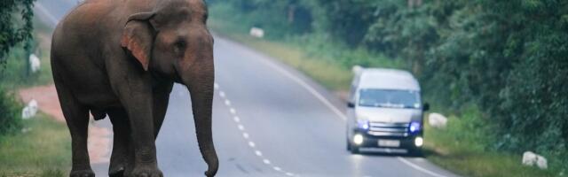 VEROVALI ILI NE Slon provalio u poznati restoran: Tražio hranu, napravio krš i lom!