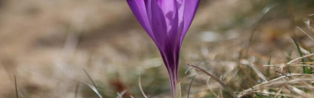 У петак почиње пролеће