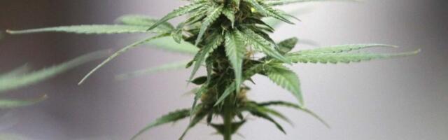 Policija u plasteniku pronašla 72 stabljike kanabisa