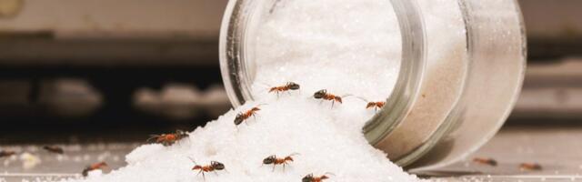 Imate mrave u kuhinji? Šok trikovi koji ih brišu za tren - bez hemije i trovanja (FOTO)