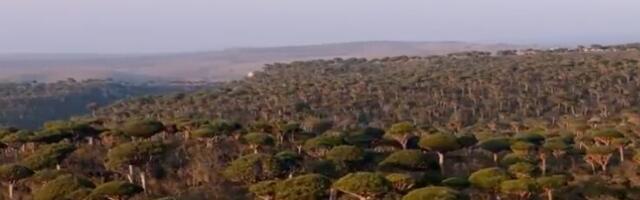 Sokotra, ostrvo koje izgleda kao drugi svet: Galapagos Indijskog okeana (VIDEO)
