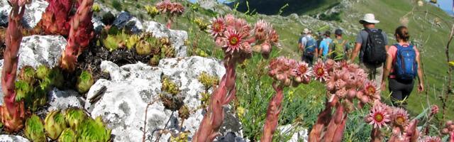 Srpska planina postala turistički hit: Hiljade gostiju pohrlile ka Rtnju