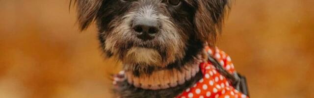 Pogledajte je, zar nije posebna? Predobra mlada Ilinka sa licem i dušom deteta čeka vas u Beogradu