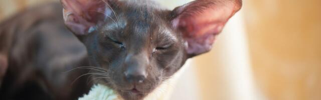 Henrijev džep: Neobičan kožni dodatak na ušima mačaka sa funkcijom za koju nauka nema dokaza