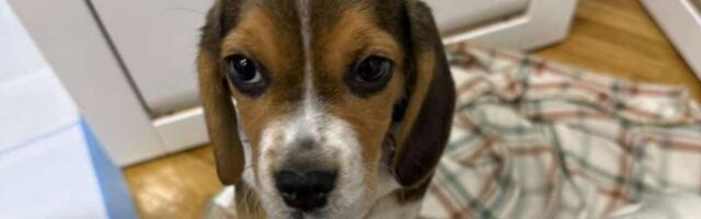 Štene bigla sa ogrlicom ostavljeno u kutiji u Beogradu: Potraga za vlasnikom, udomitelji već spremni