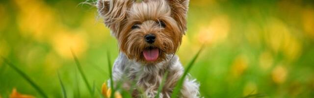 Ovo su 5 najmanjih rasa pasa: Još malo pa staju u džep - nestvarno slatki (FOTO)