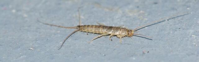 Našla sam je u kupatilu i sledila se: Ovo je razlog zašto vam se pojavljuju srebrne ribice