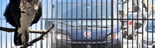 Uhapšen lopov iz Pančeva: Obijao stanove, krao novac, nakit, televizore....