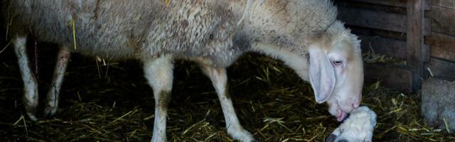 Gromovi ubili jagnje i ovna: Oluja nije imala milosti