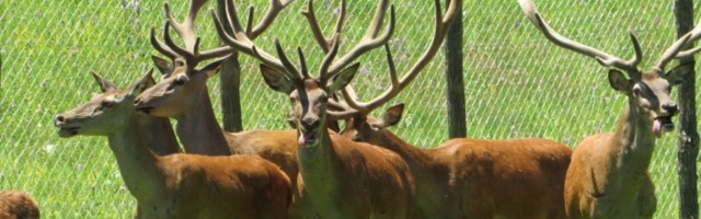 Država pomogla akciju vraćanja jelena na Zlatar