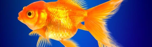 Koliko zapravo pamte zlatne ribice?