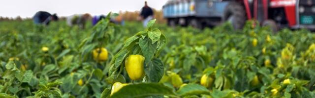 Paprika ne podnosi 4 BILJKE - osušiće se i uvenuti čak i pre nego što procveta