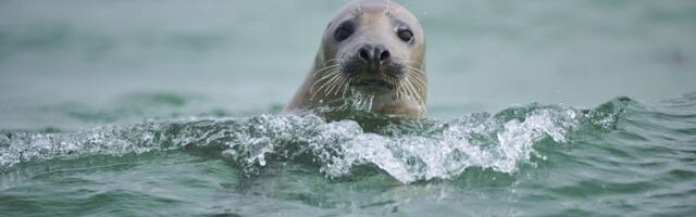 Krvožedne foke sve češće napadaju delfine, snimci su jezivi: Stručnjaci strahuju i za bezbednost ljudi