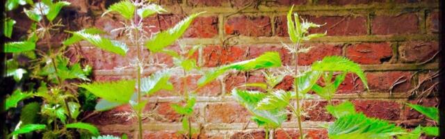 Do Đurđevdana obavezno unesite ovu biljku u kuću: Stari običaj kaže - tera baksuz i "otvara vrata" novcu