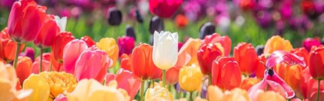 Misterija rešena: Lale vam ne cvetaju zbog ove 3 greške - evo kako da bujaju kao iz vode