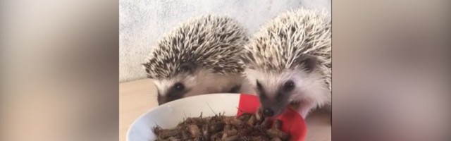 Ježevi obožavaju bube: Ovako izgleda slasni obrok (VIDEO)