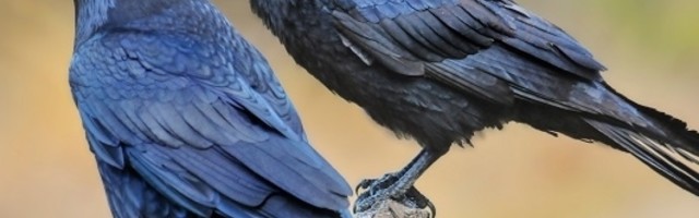 "Vrane imaju svesti koja se viđa samo kod ljudi"
