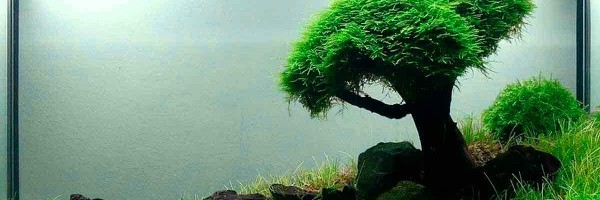 Šta je AKVASKEJPING i zbog čega postaje toliko popularan?