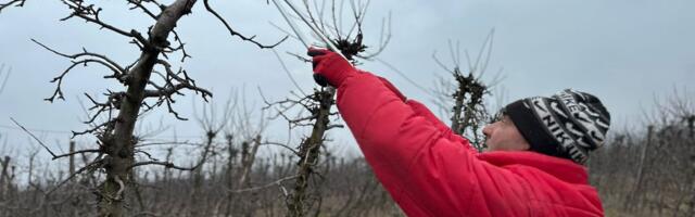 U februaru obavezno orezujte ove biljke - inače ćete imati manje cvetova i plodova