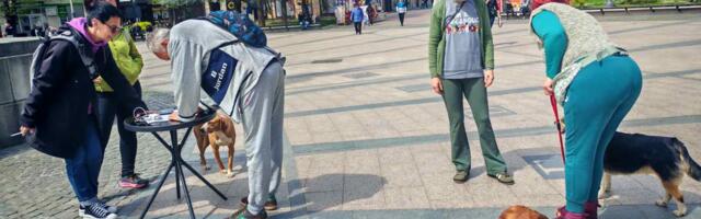 Gde preko noći nestaju ulični iz Kraljeva i ko dovodi nove čopore?