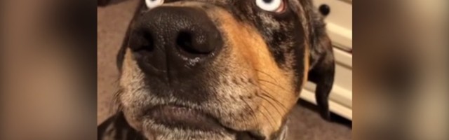 Pas ne da da pričaju o njemu: Ko kaže da ne razume? (VIDEO)