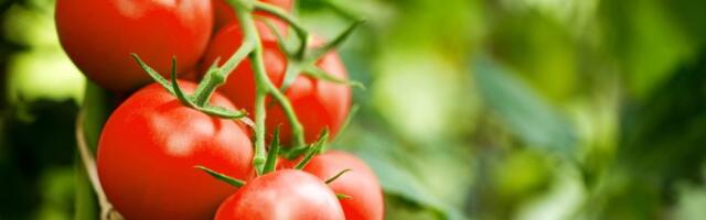 Zalivajte krastavce i paradajz ovim rastvorom, rađaće DUPLO VIŠE - baštovanski trik koji morate probati