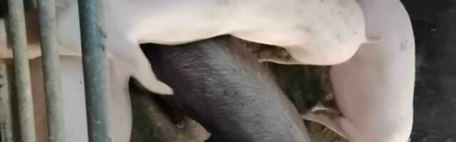 Kod klaničara i trgovaca i „nož i pogača“, zašto je svinjsko meso sve skuplje, a farmeri sve siromašniji