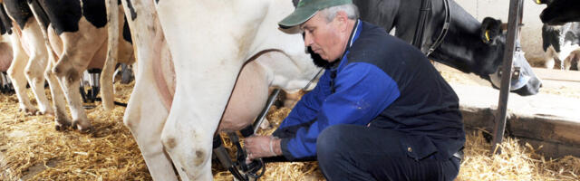 Ministarstvo: Raspisan javni poziv za premiju za mleko za četvrti kvartal 2025. godine