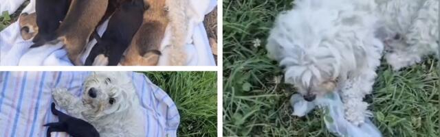 Vanda posle dve godine dočekala dom: Pas koji je iz očaja JEO PLASTIČNE KESE konačno pronašao sreću