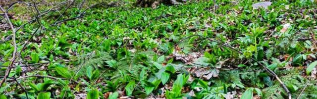 Nula ulaganja, a zarada sigurna: I zdravo i korisno