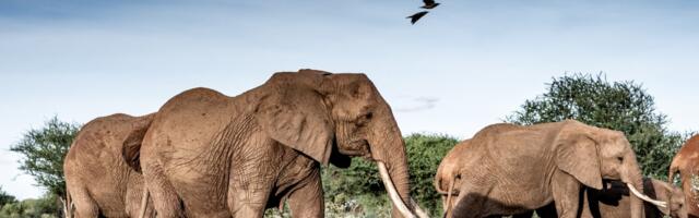 Jovana je dva meseca provela u srcu Afrike: Ove stvari su je potpuno šokirale!