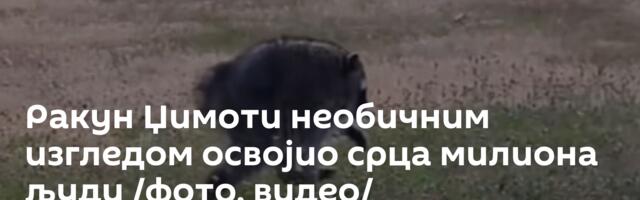 Ракун Џимоти необичним изгледом освојио срца милиона људи /фото, видео/
