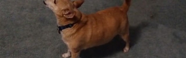 Pas se raspravlja kao čovek: Neverovatno "šta priča" (VIDEO)