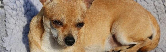 KAKAV TALENAT! Spremna za pevanje u horu! (Video)