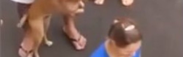 ZBOG OVOG PSA PLAČU MILIONI! Oni su naši pokloni s neba!