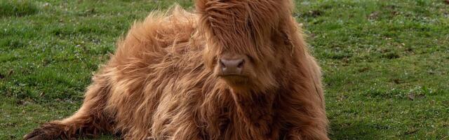 Kina klonira najbolje primerke jakova: Planira da ih serijski uzgaja