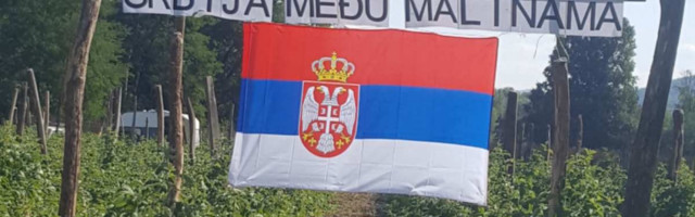 SRBIJA MEĐU MALINAMA Srpska zastava sa ponosom postavljena u malinjaku u Arilju